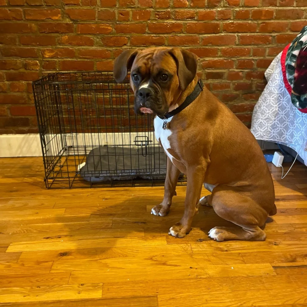 used dog crate great condition