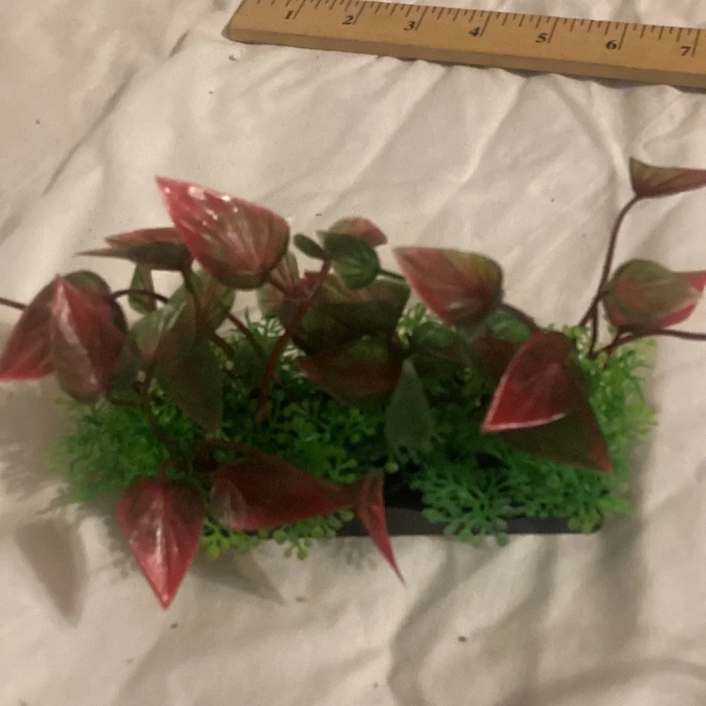 Aquarium green bunch plant