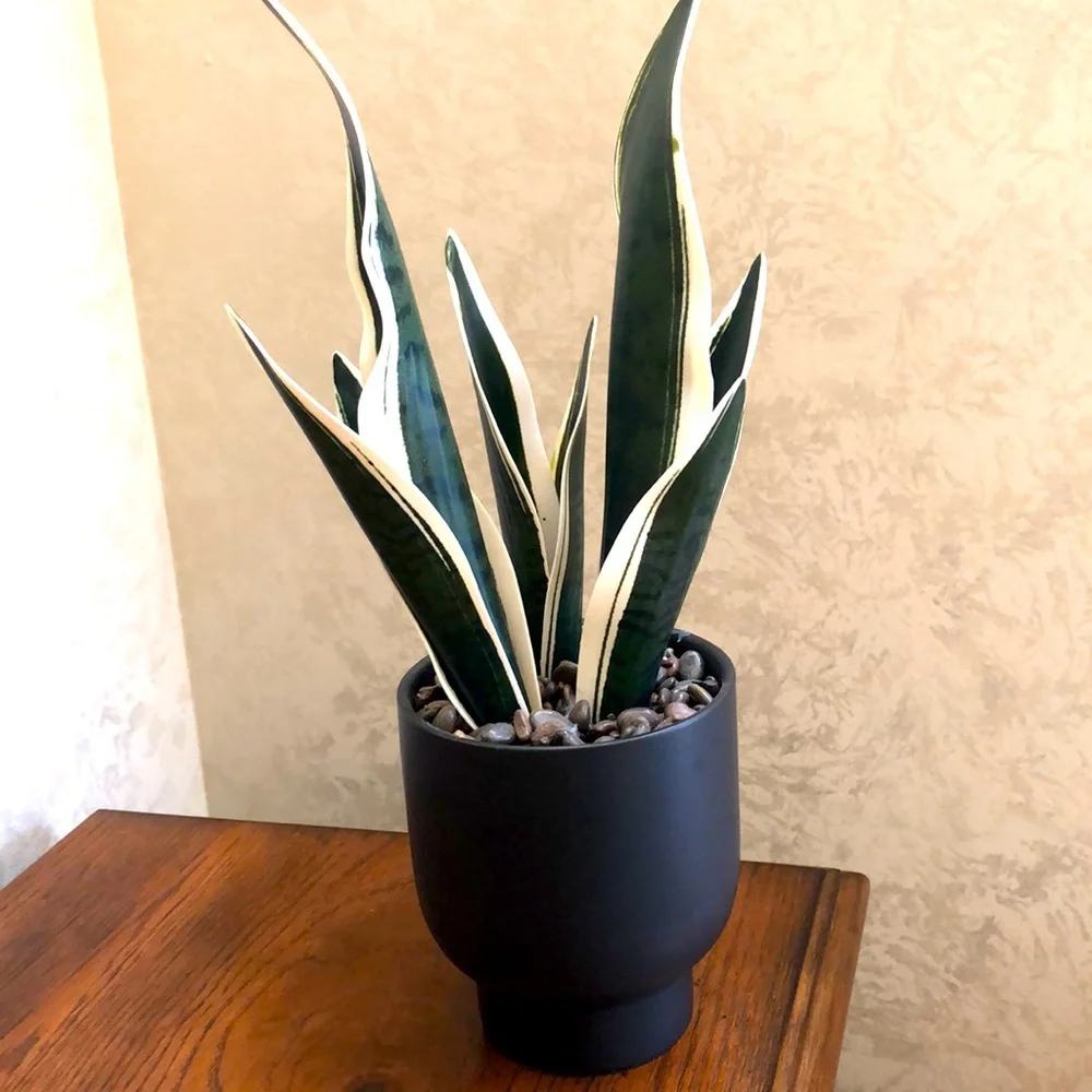 unbranded faux snake