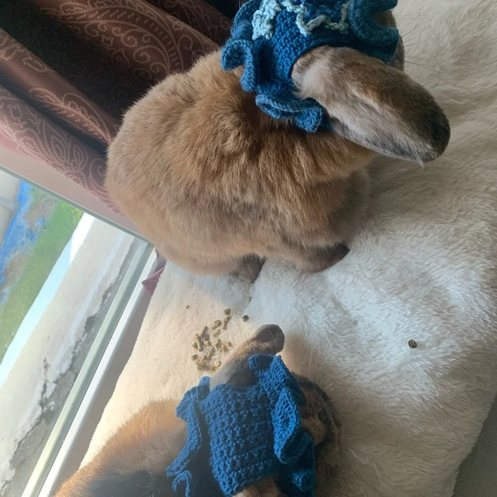 N/A blue pet