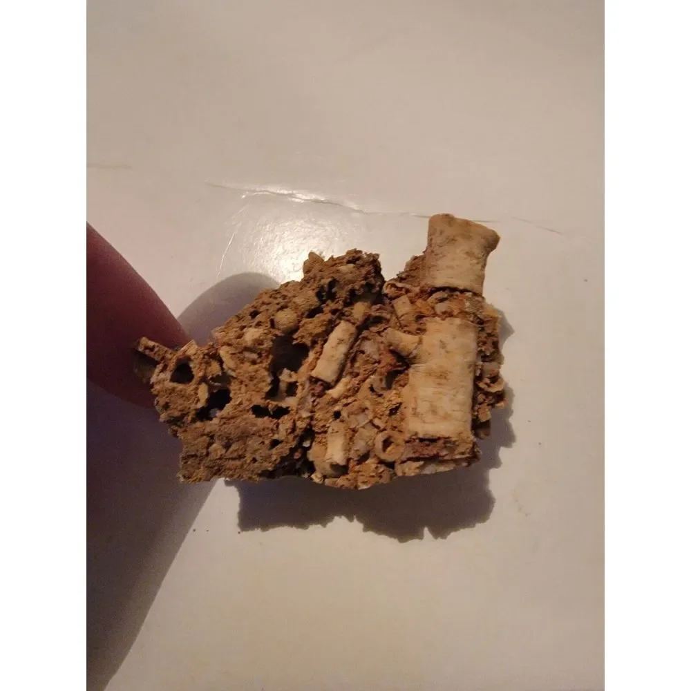 Fossilized‎ Coral Sponge Piece Fossil Ocean Marine Life