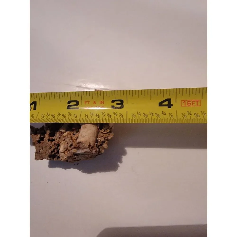 Fossilized‎ Coral Sponge Piece Fossil Ocean Marine Life