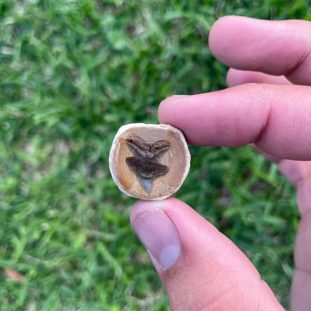 Shark Vertebrae and Shark Tooth Fossil Magnet