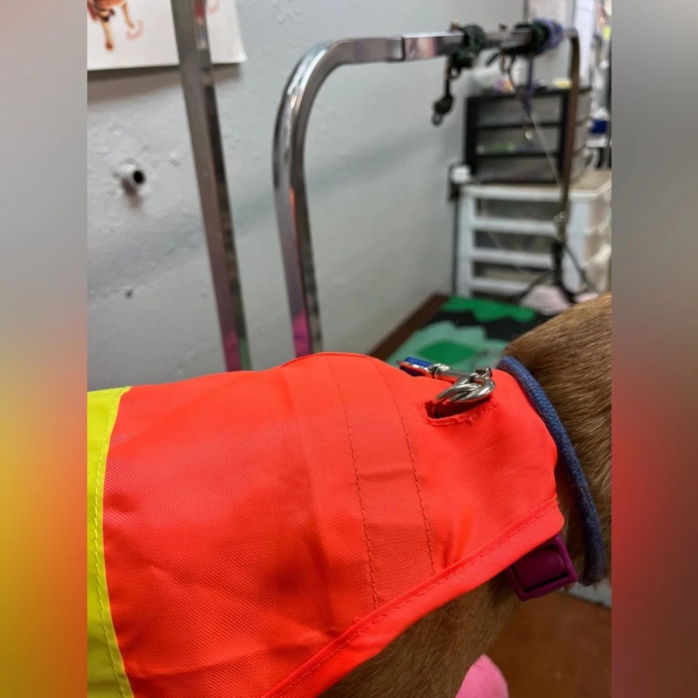 N/A dog visibility