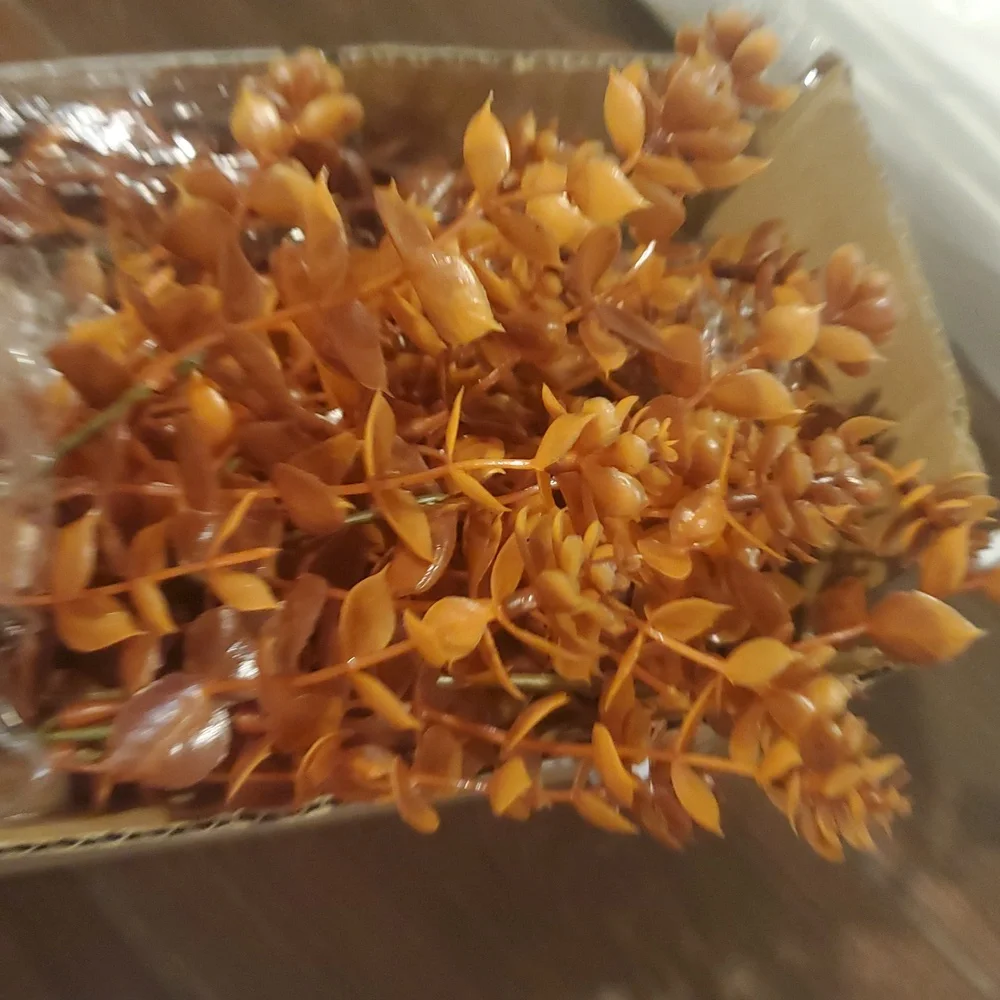 Vibrant Orange Faux Eucalyptus 12 pack coffee color