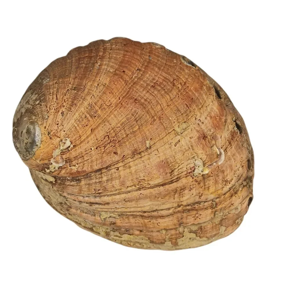 Vintage large abalone