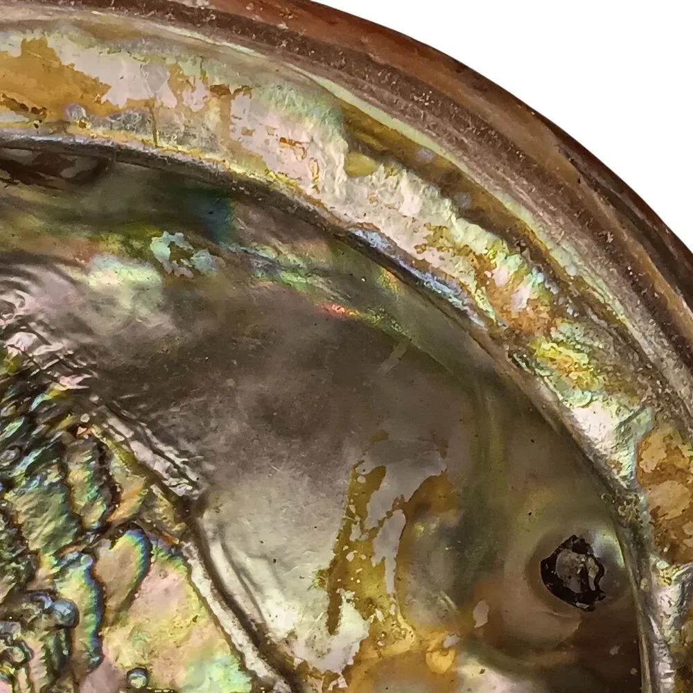 Vintage large abalone