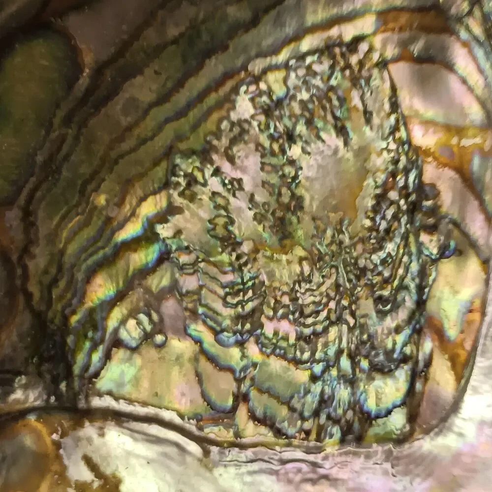 Vintage large abalone