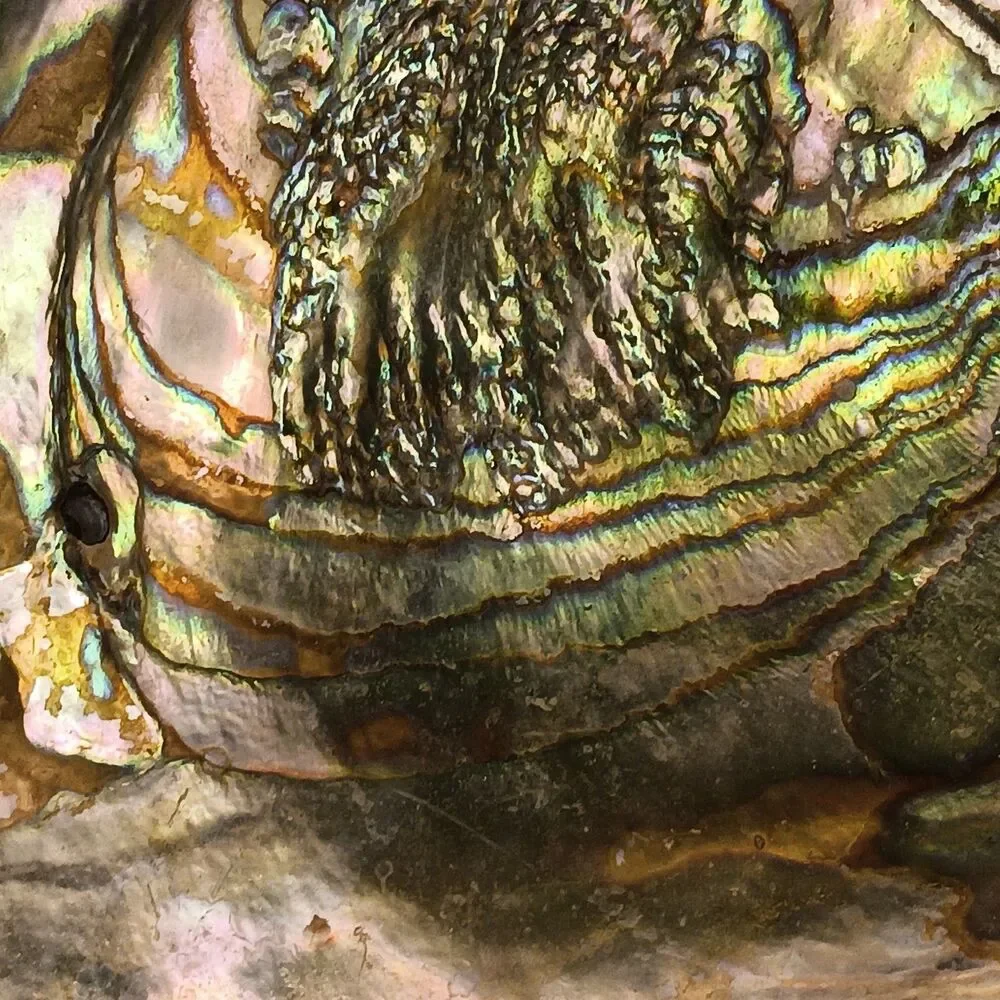 Vintage large abalone