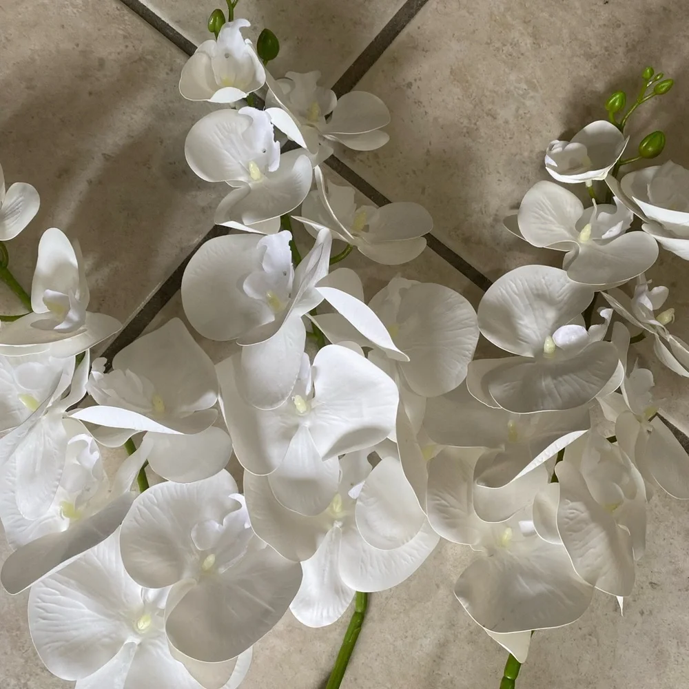 Elegant White Orchid Stems