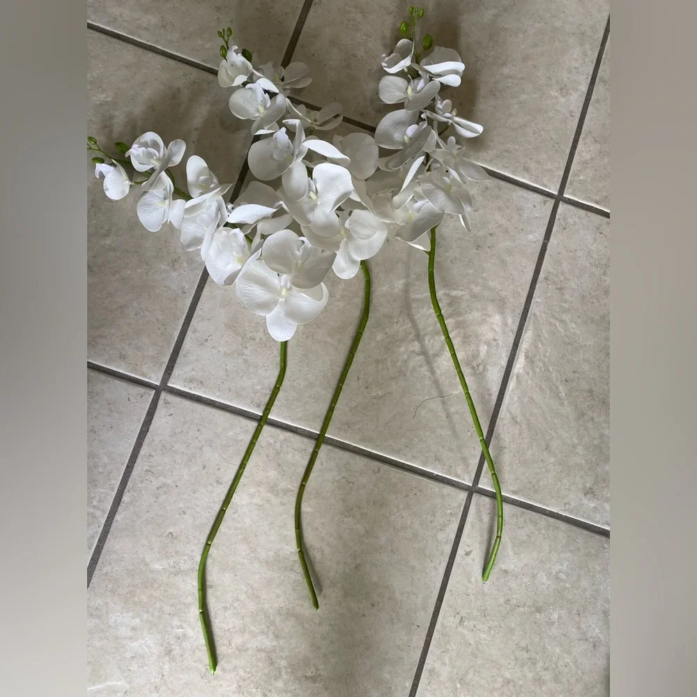 Elegant White Orchid Stems