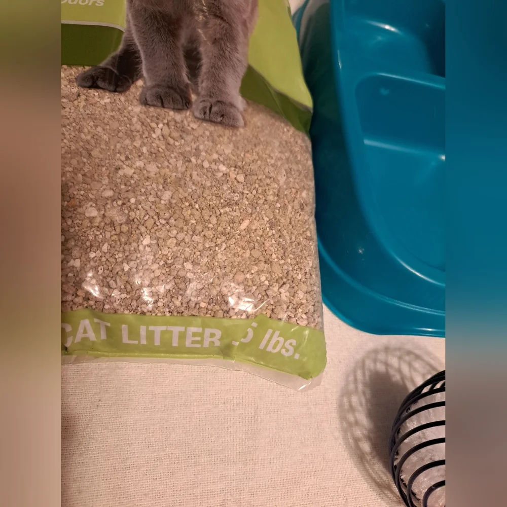 N/A kitty cat