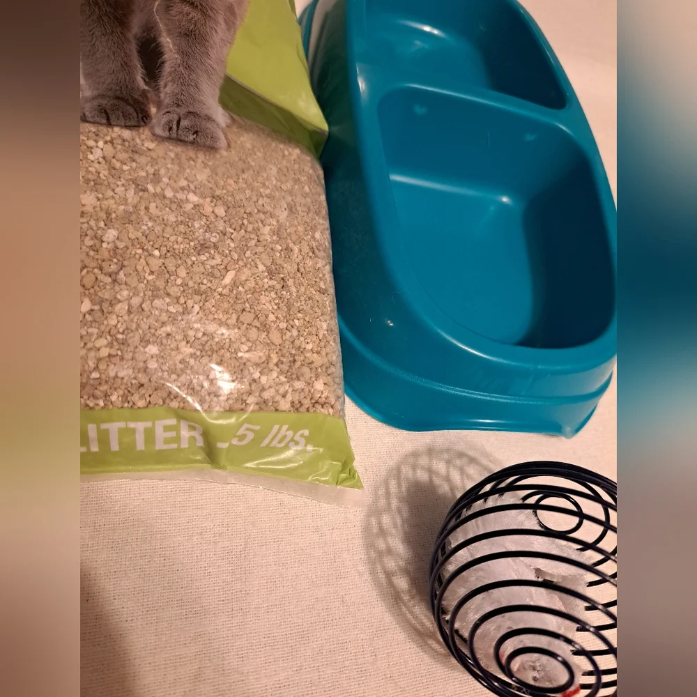 N/A kitty cat