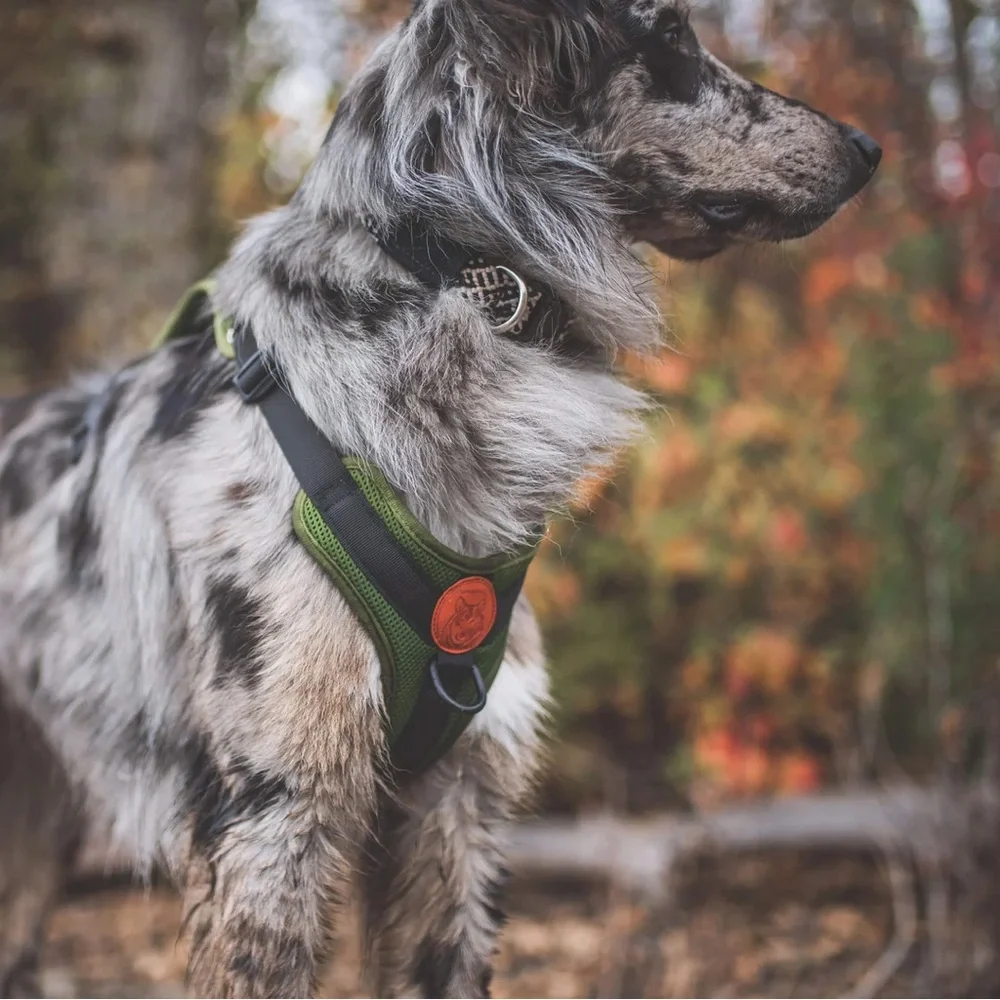 Wilderdog like new