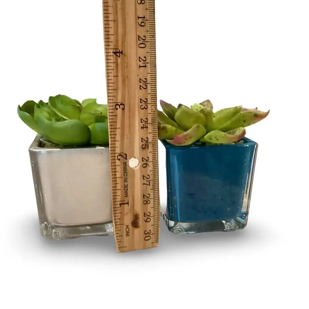 Set of Artificial Succulents