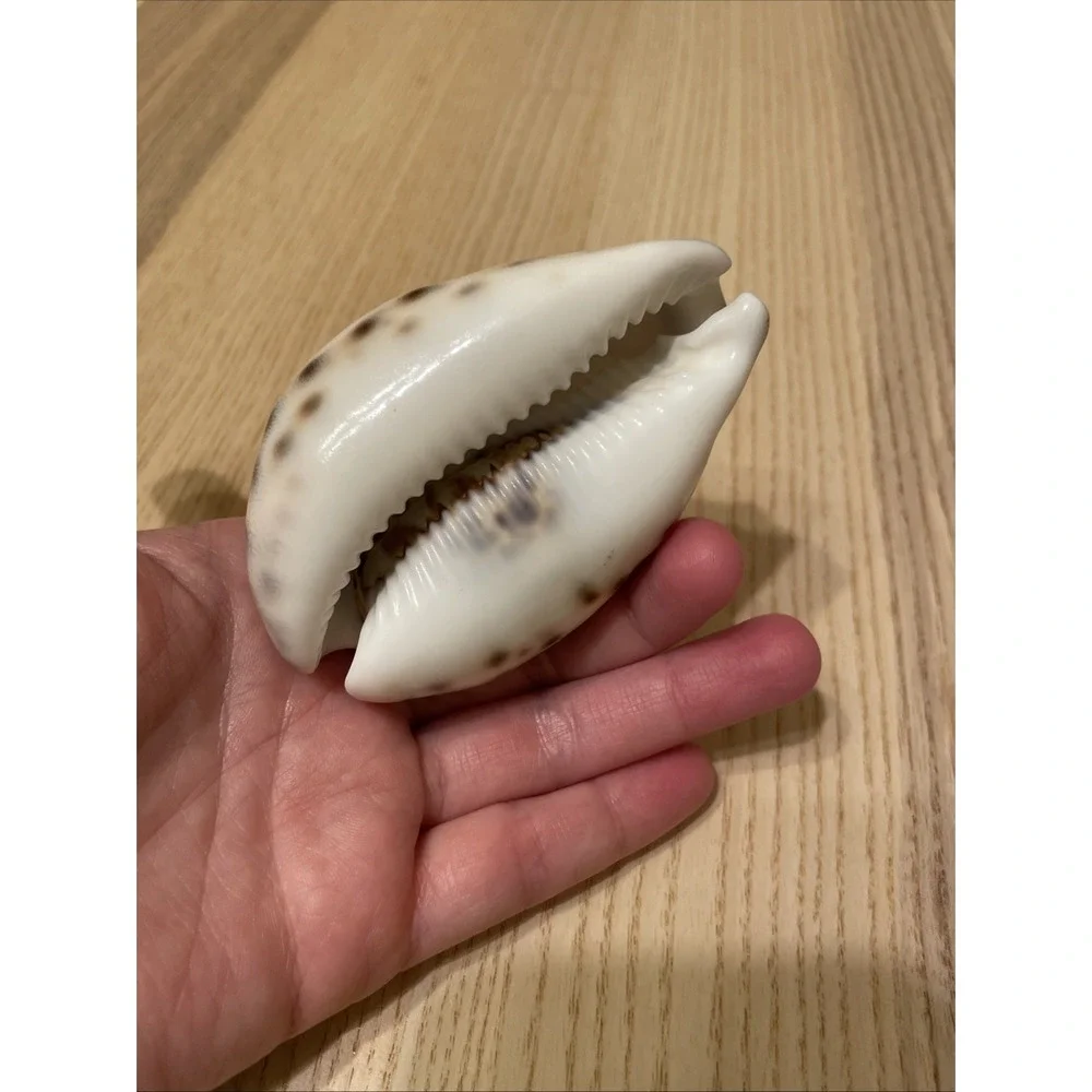 Etched Lighthouse Souvenir‎ Cowrie Seashell Ocean Sunset Beach Trees Birds