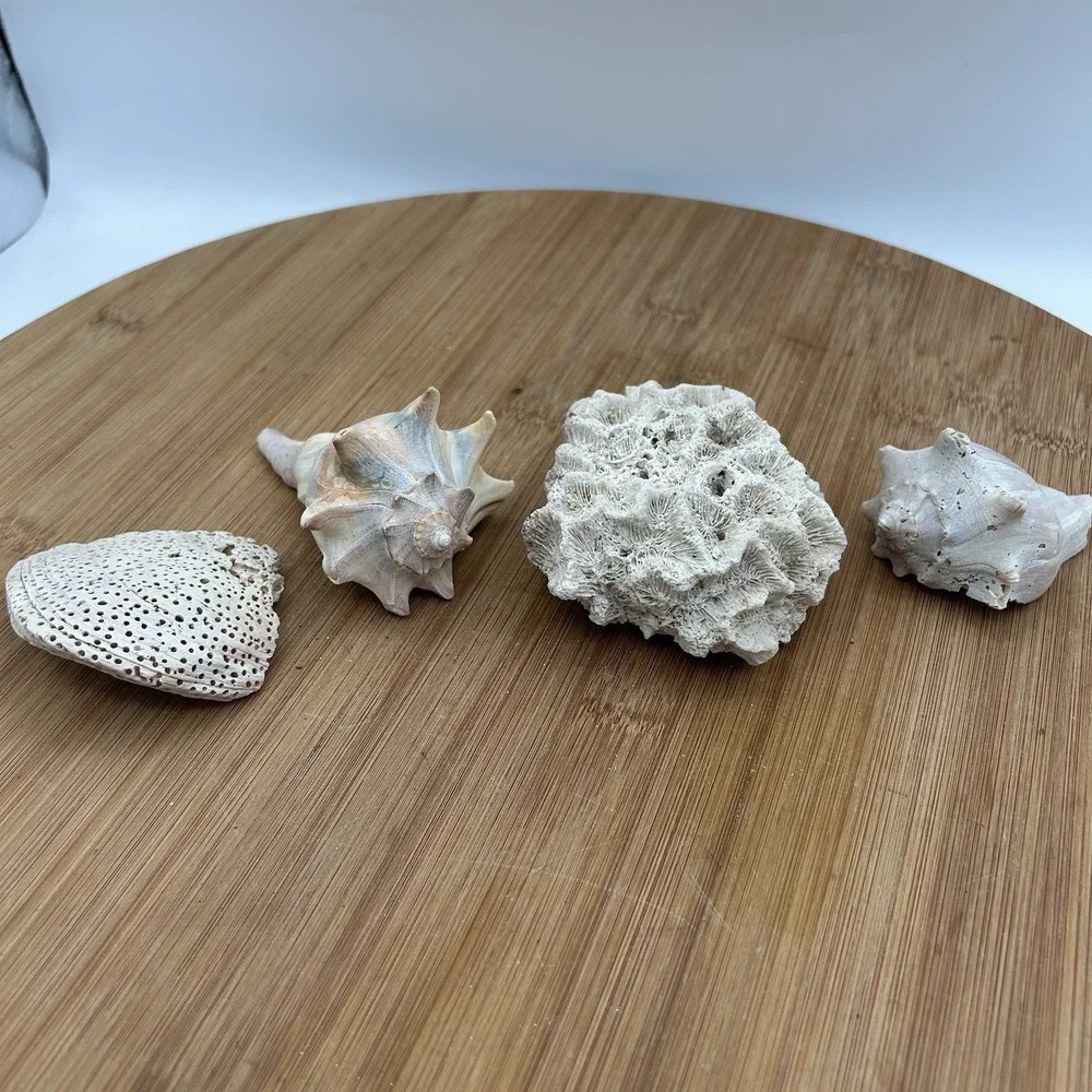 Dried Natural CORAL Fossil Whelk Shell Sea Stone Home Decor‎ Aquarium Unique