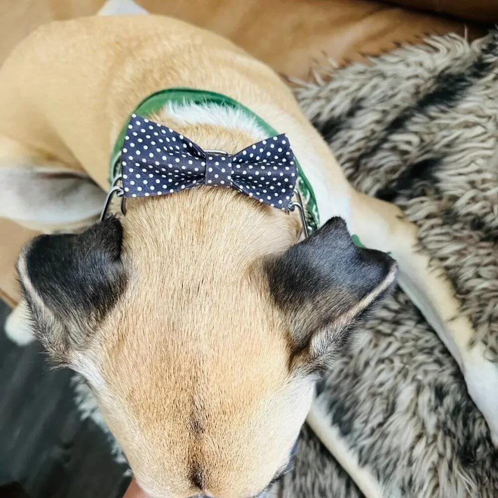 barkbox cat new