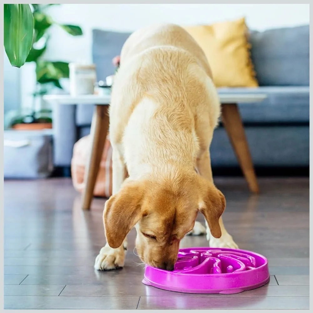 Outward Hound interactive slow
