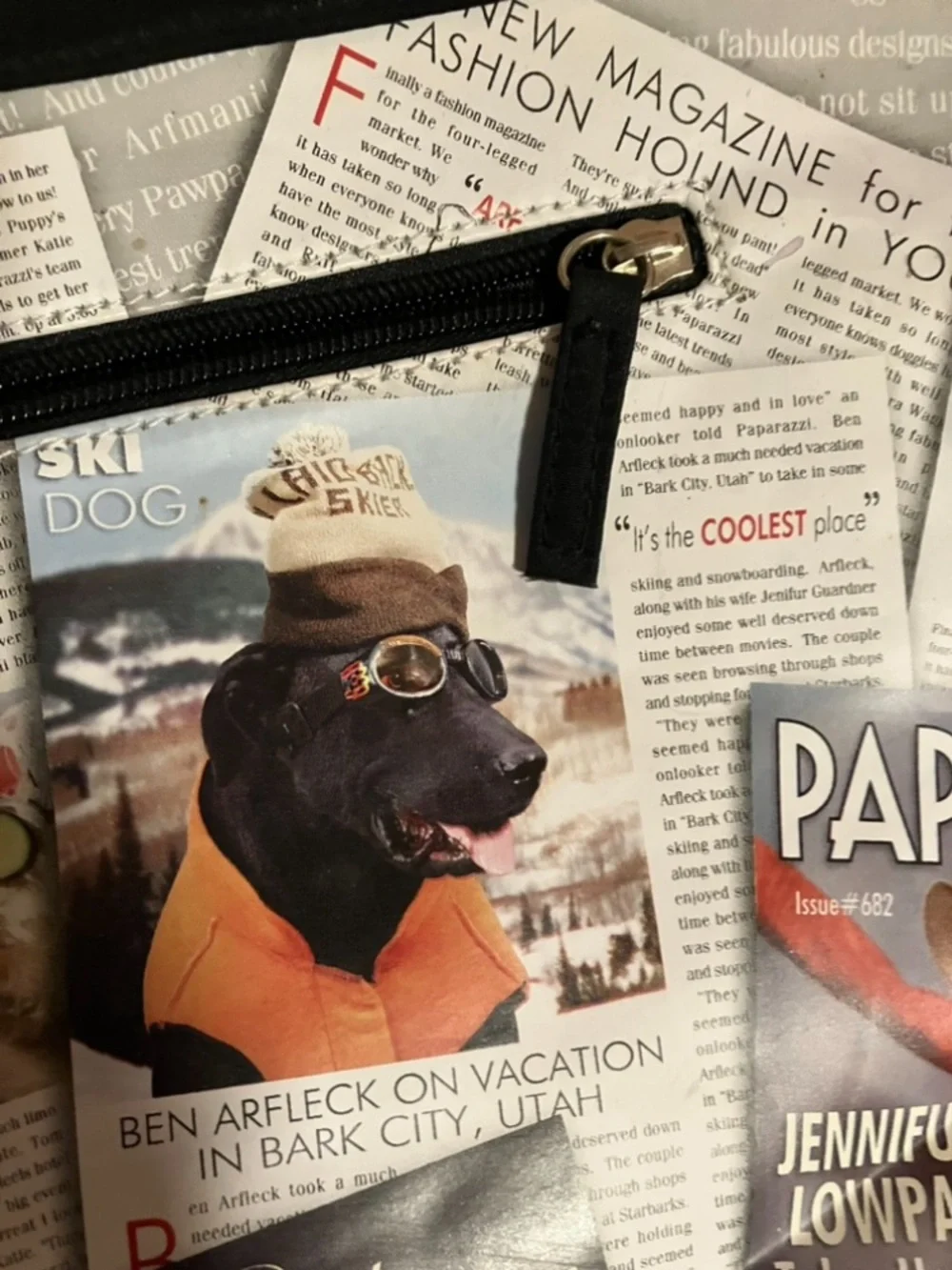 paparazzi stylish pet
