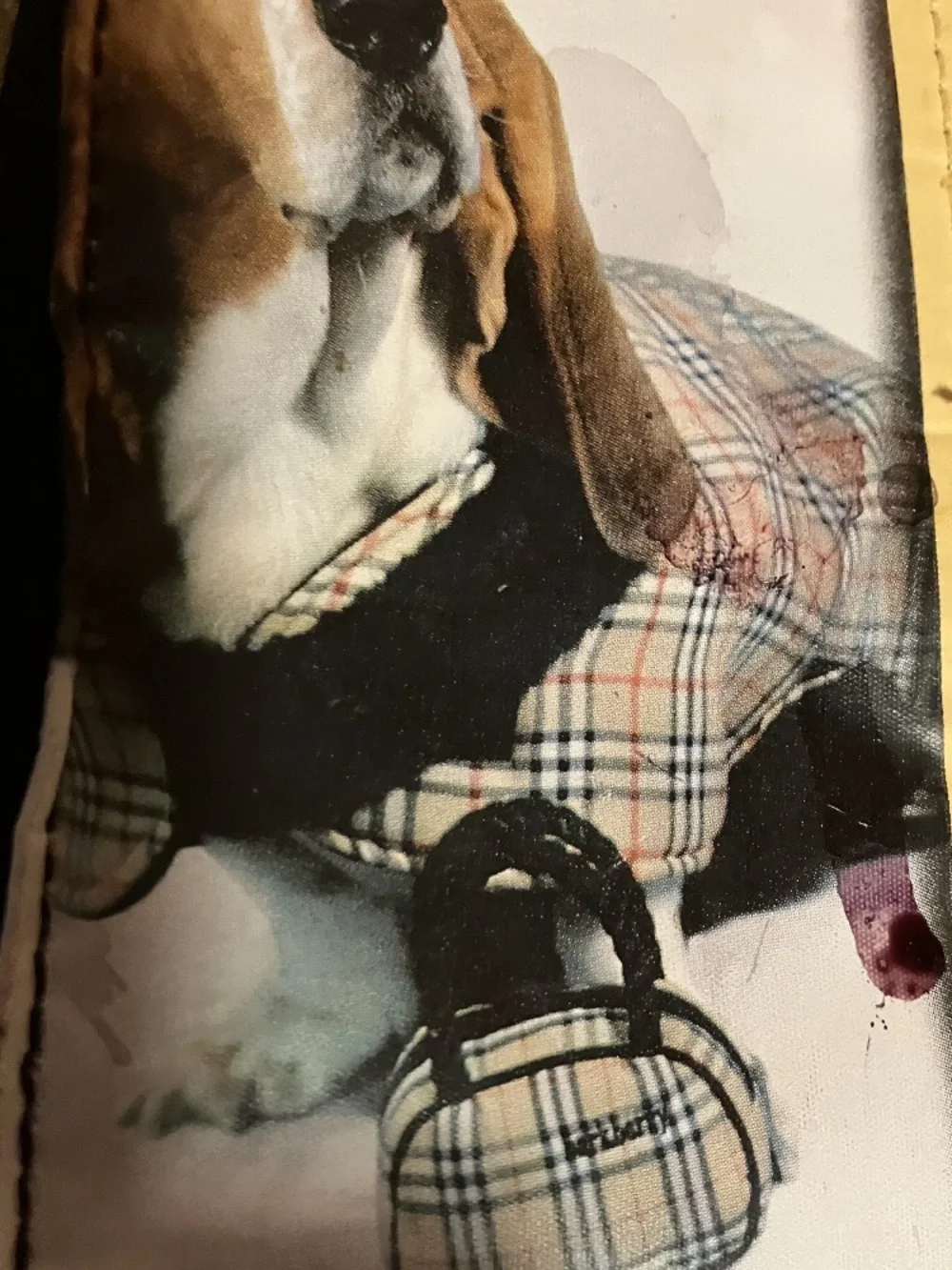 paparazzi stylish pet
