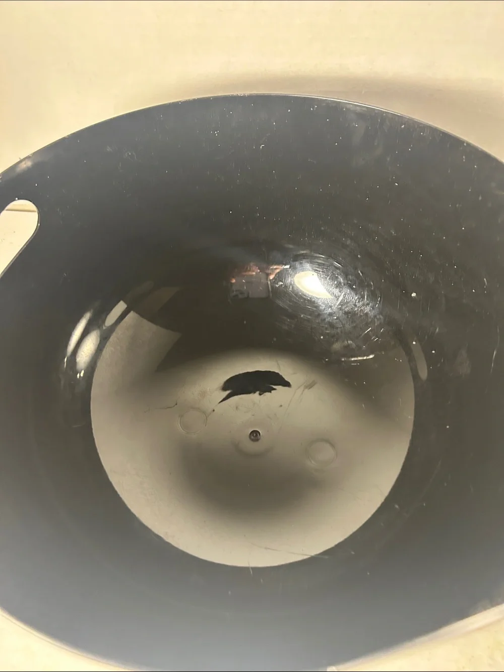N/A pet area
