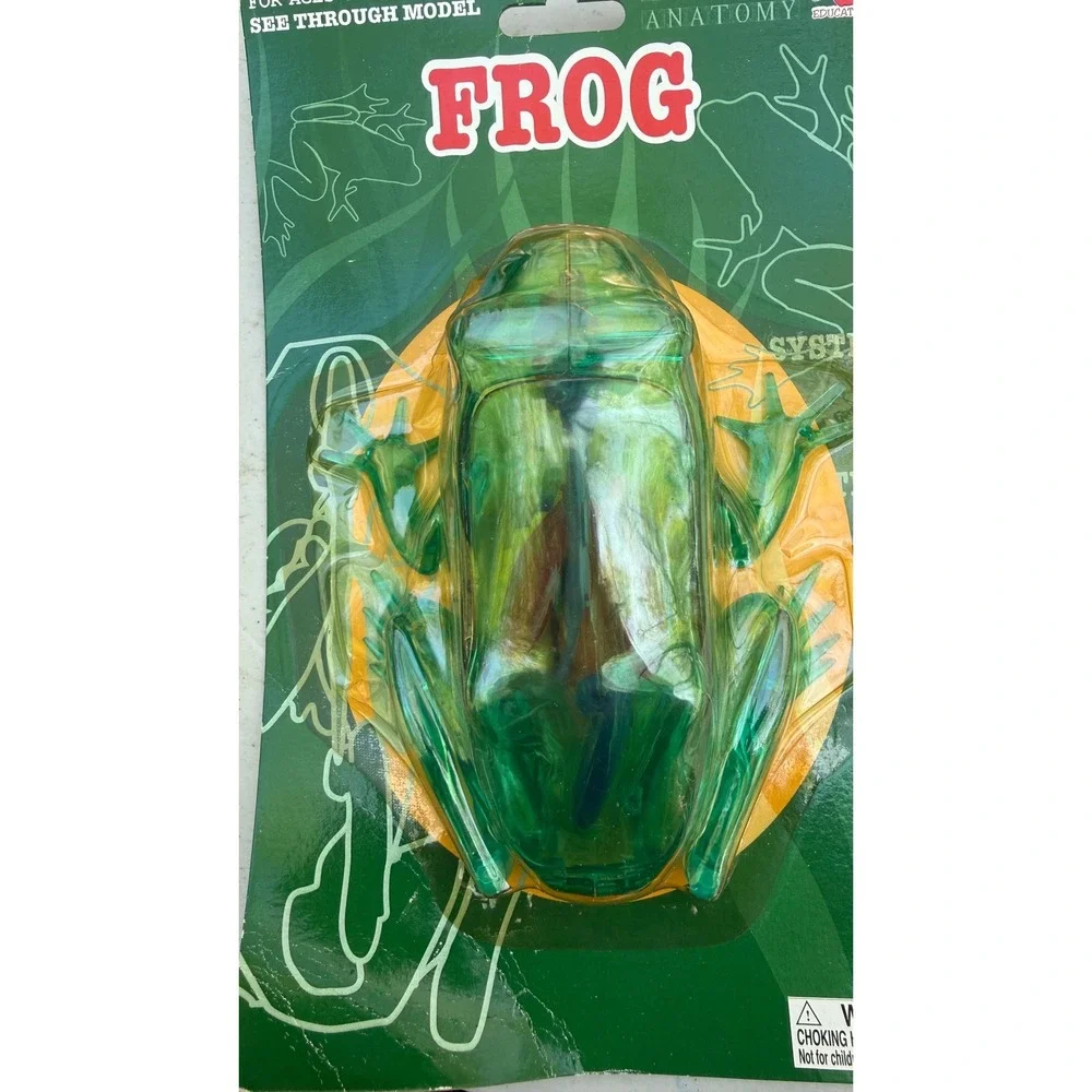 Educational frog anatomy