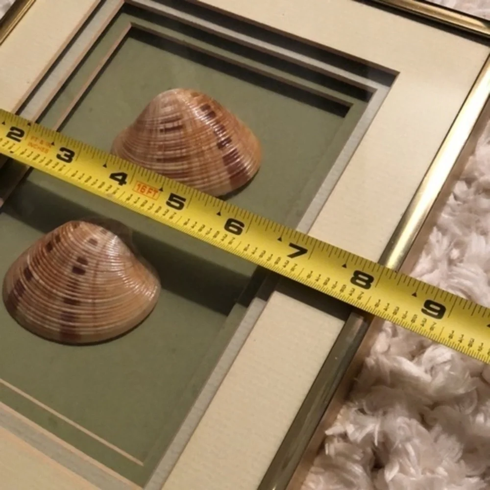 N/A seashell art