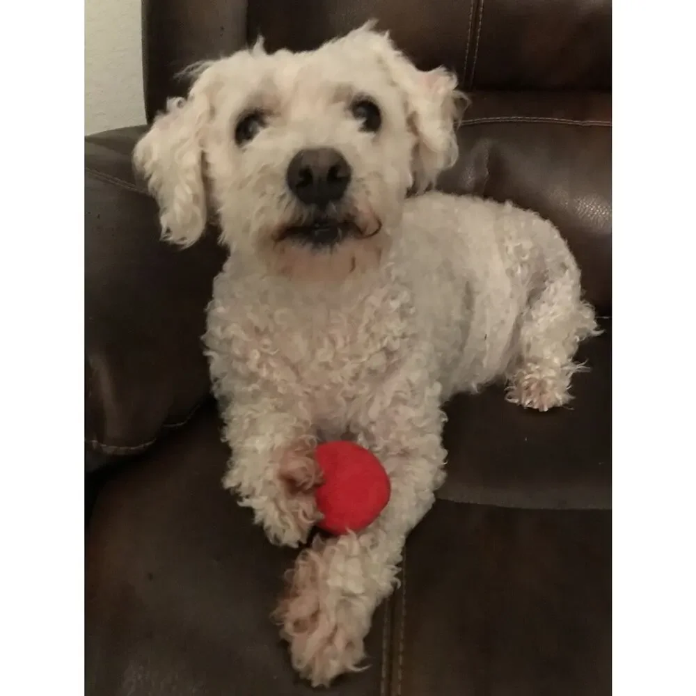 Unique Pet Products them squeak tight