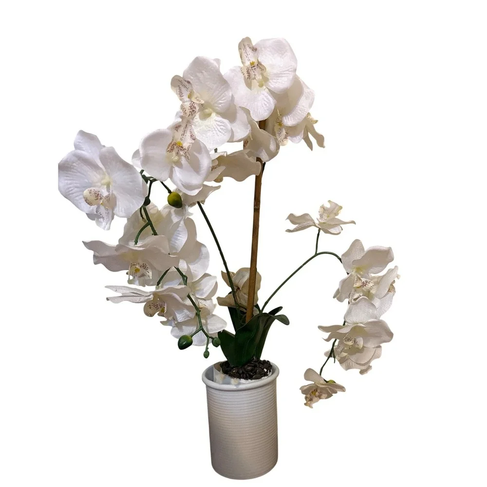 N/A plant minimalist keywords