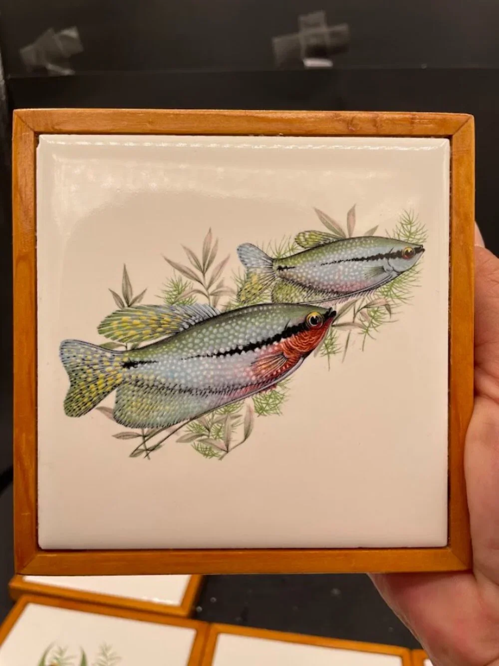 N/A frame tropical