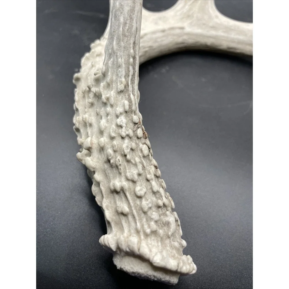 Wild Whitetail Deer Shed 5pt Unique Antler