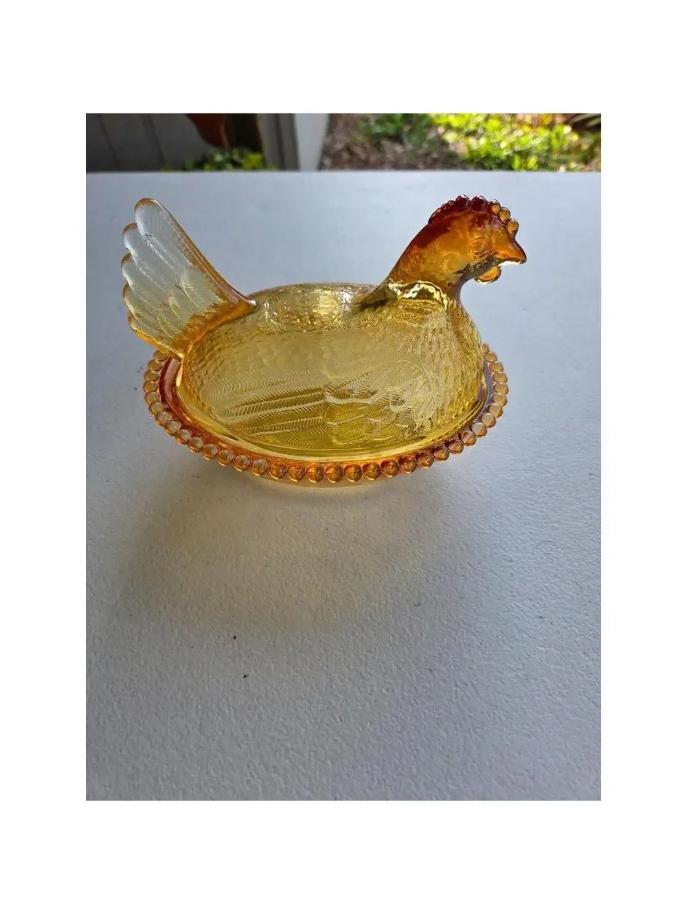 Indian Glass Hen on Nest