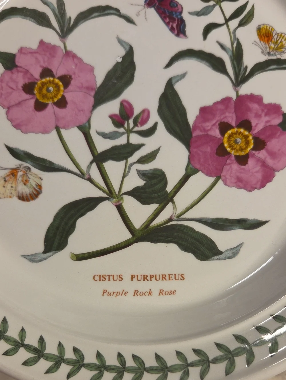 Portmeirion blooms vs