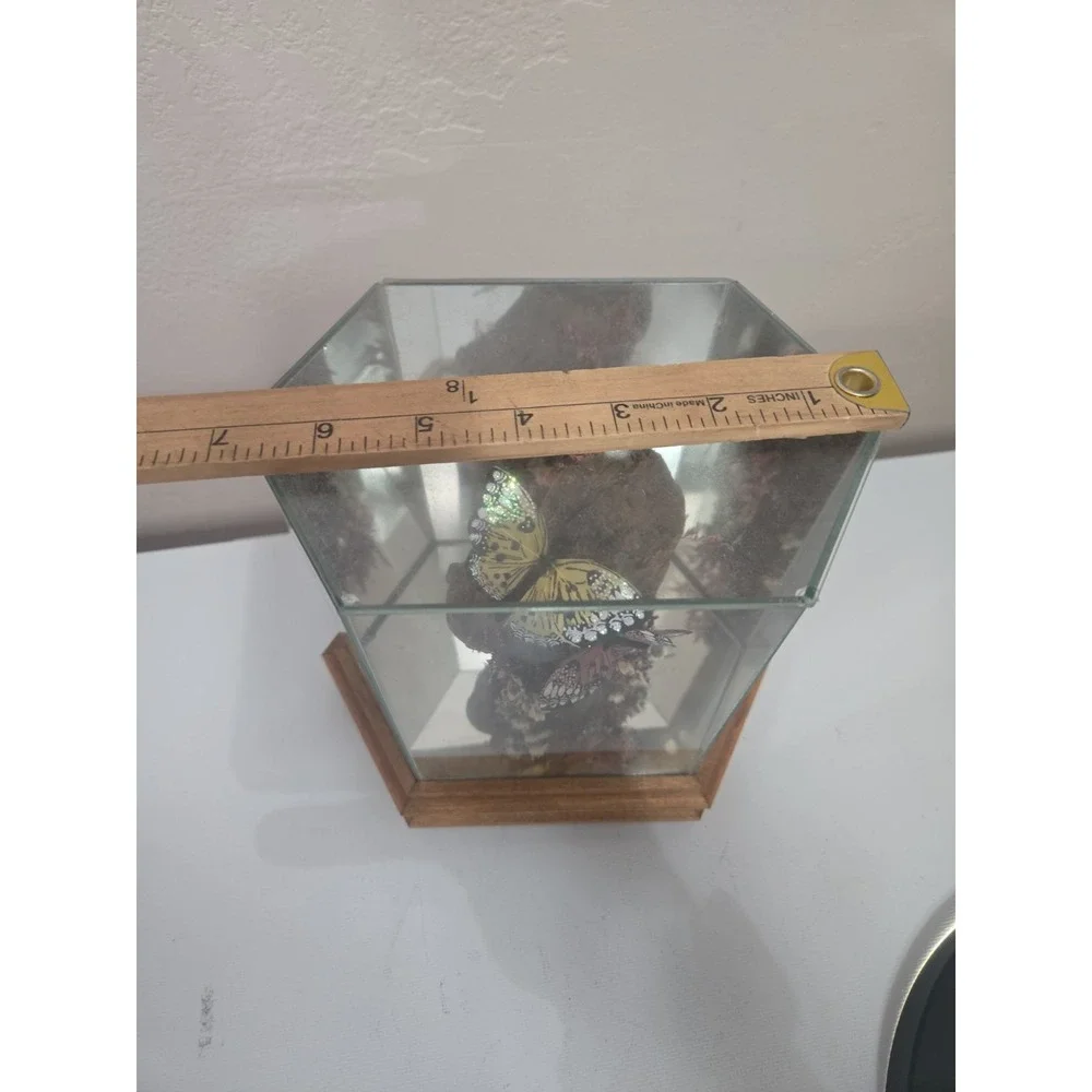 Vintage Glass & Wood Hexagonal Butterfly Taxidermy Diorama Display Yellow Pink