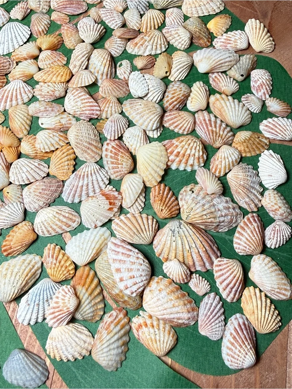 Creating On The Coast 50 mixed