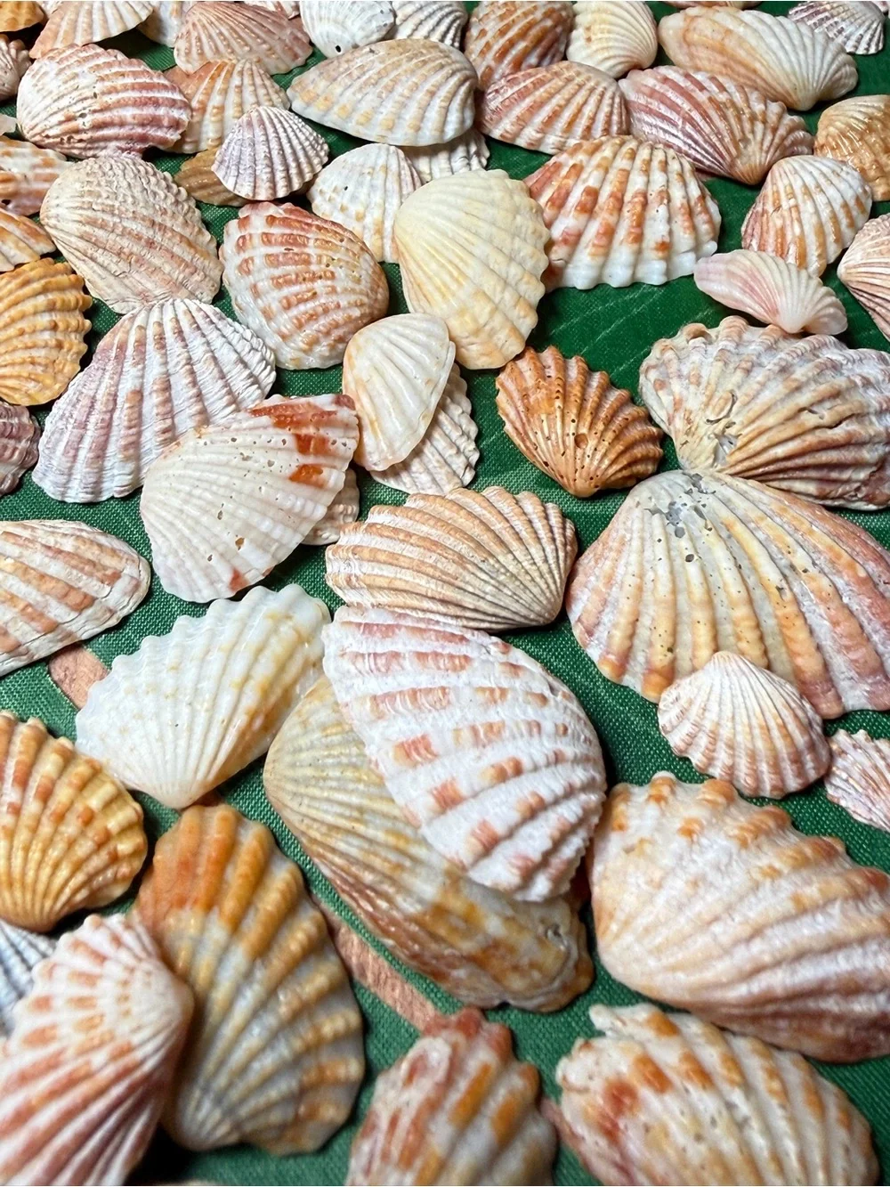 Creating On The Coast 50 mixed