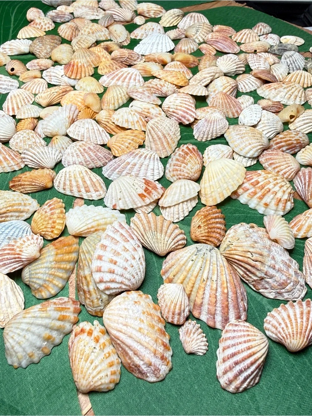 Creating On The Coast 50 mixed