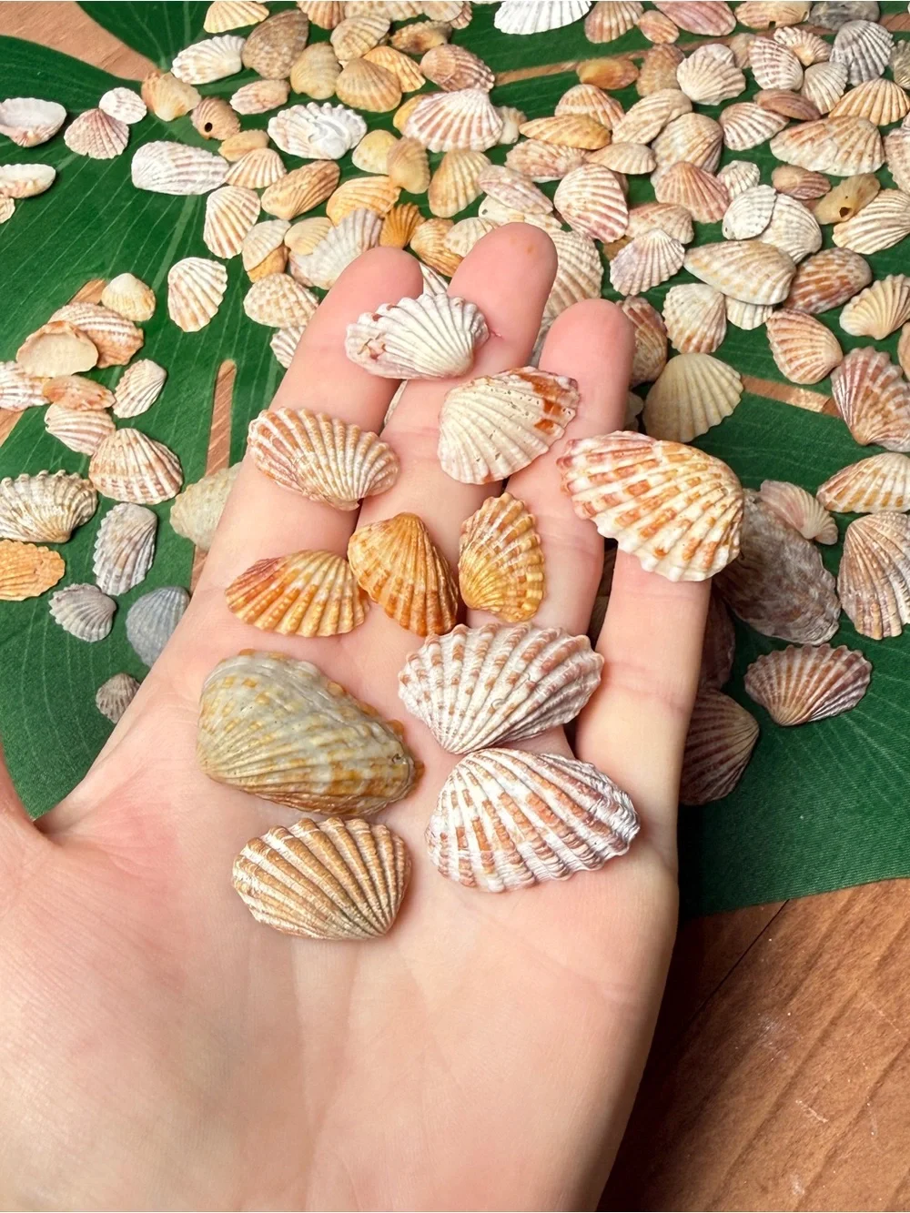 Creating On The Coast 50 mixed