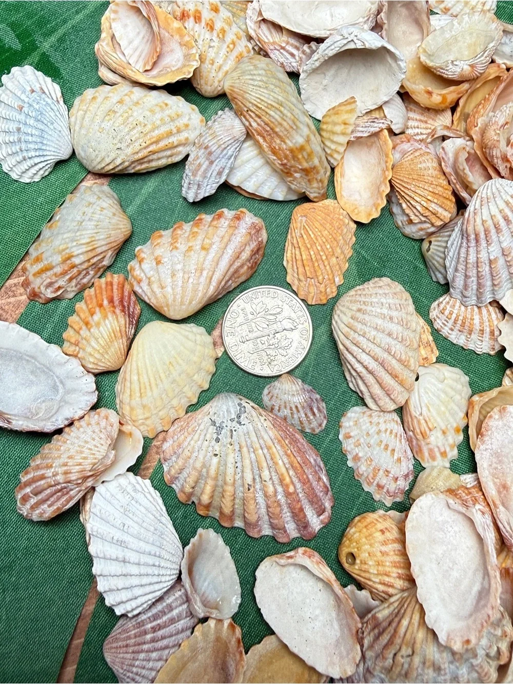 Creating On The Coast 50 mixed