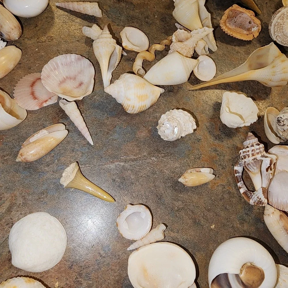 N/A beautiful shells