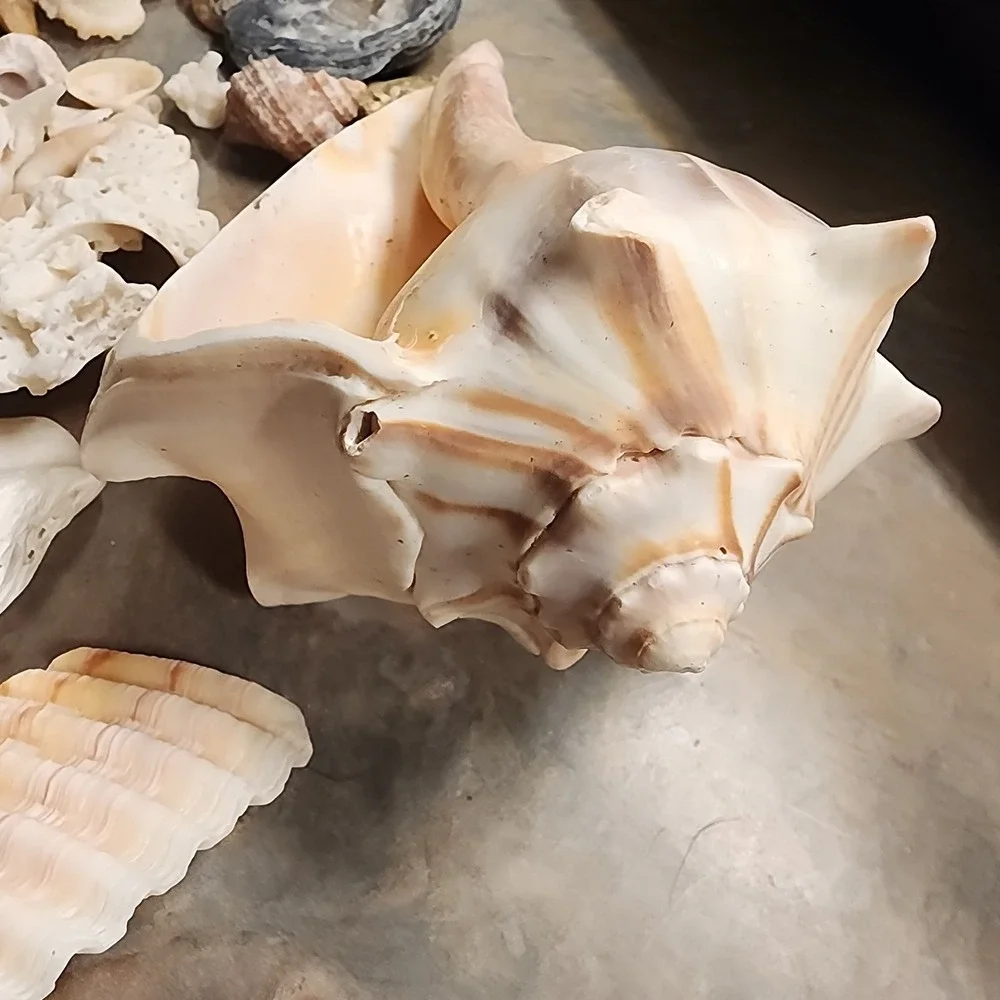 N/A shells aquarium