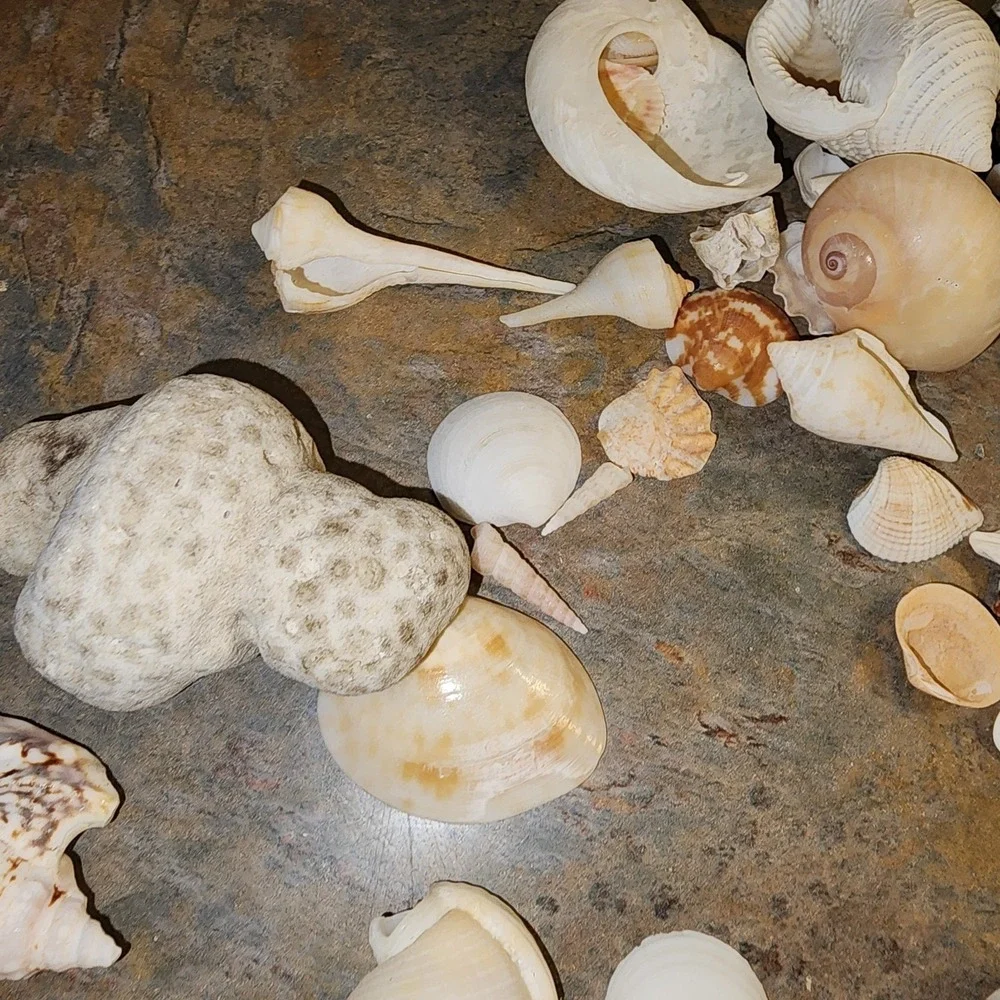 N/A most shells sea