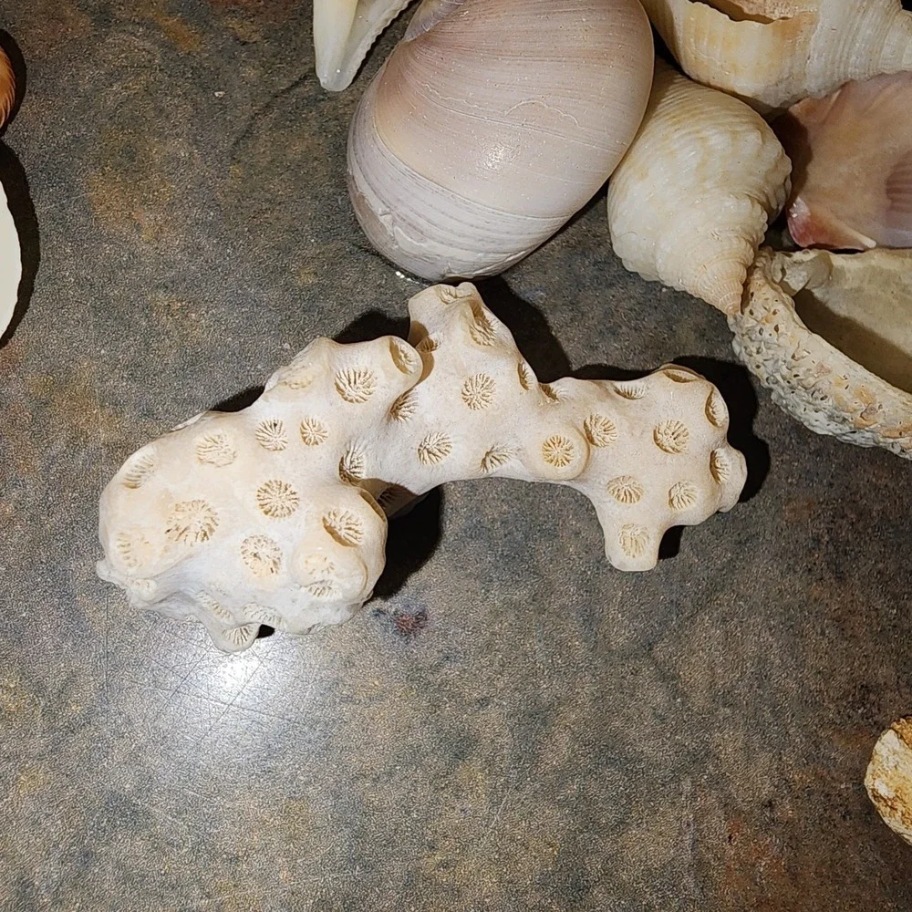 N/A shark aquarium nautical
