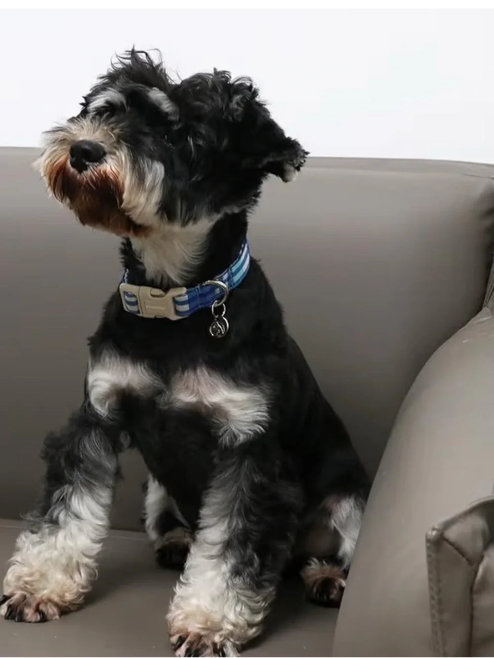 Dogwong blue plaid