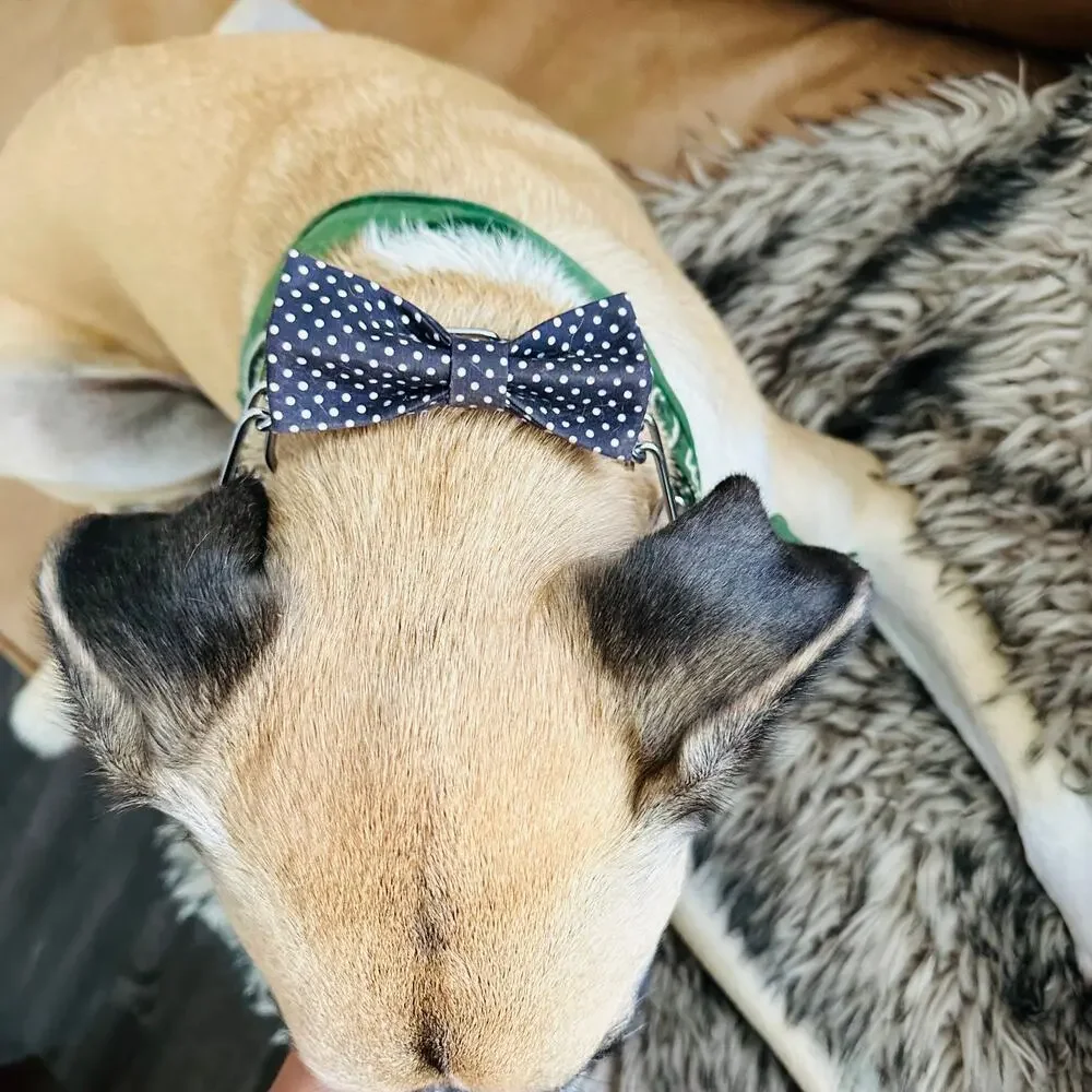 Barkbox listings cat