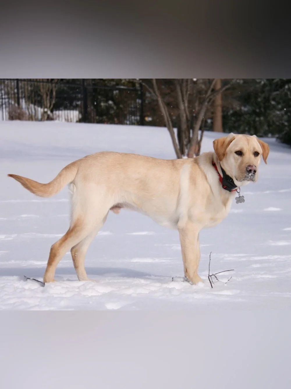 Dogtra pre owned