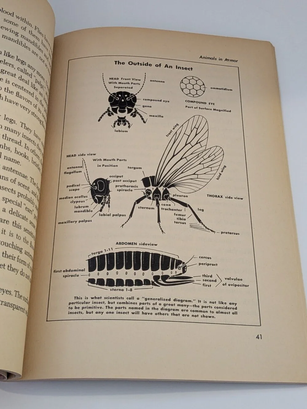 Golden Books good details illustrations