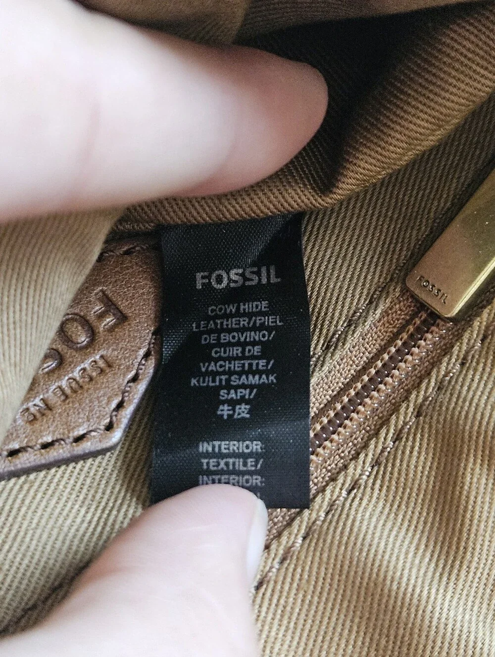 Fossil beautiful brown