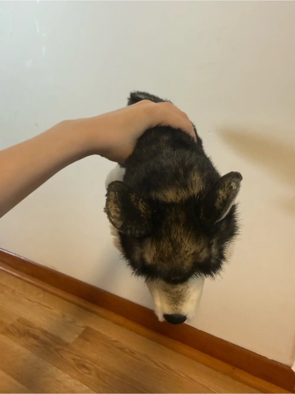 Douglas soft plush